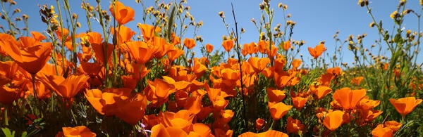 Stan Lim- California Poppies