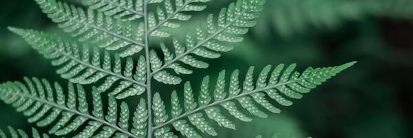 Unsplash Green Fern