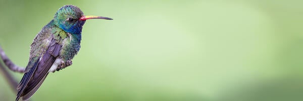 Unslpash- Hummingbird