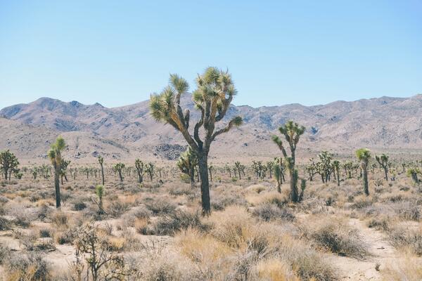 Unsplash- Joshua Tree