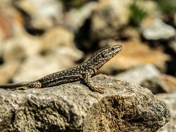 Unsplash- Grey and Black Lizzard